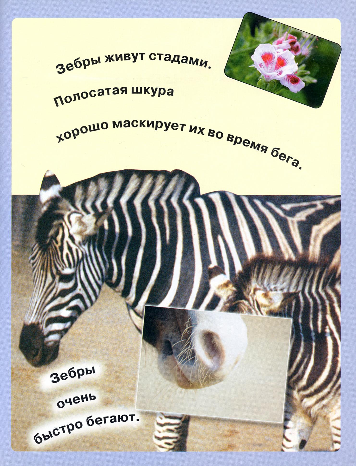 Книга Лабиринт Читай играй наклеивай Животные Синяя - фото 3