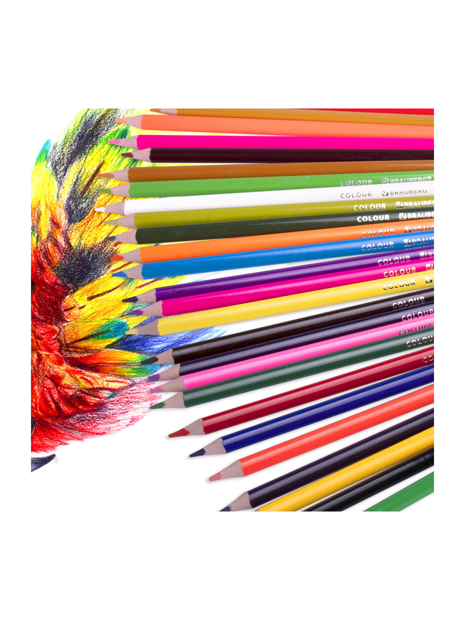 Карандаши цветные Brauberg 50 шт. - фото 13