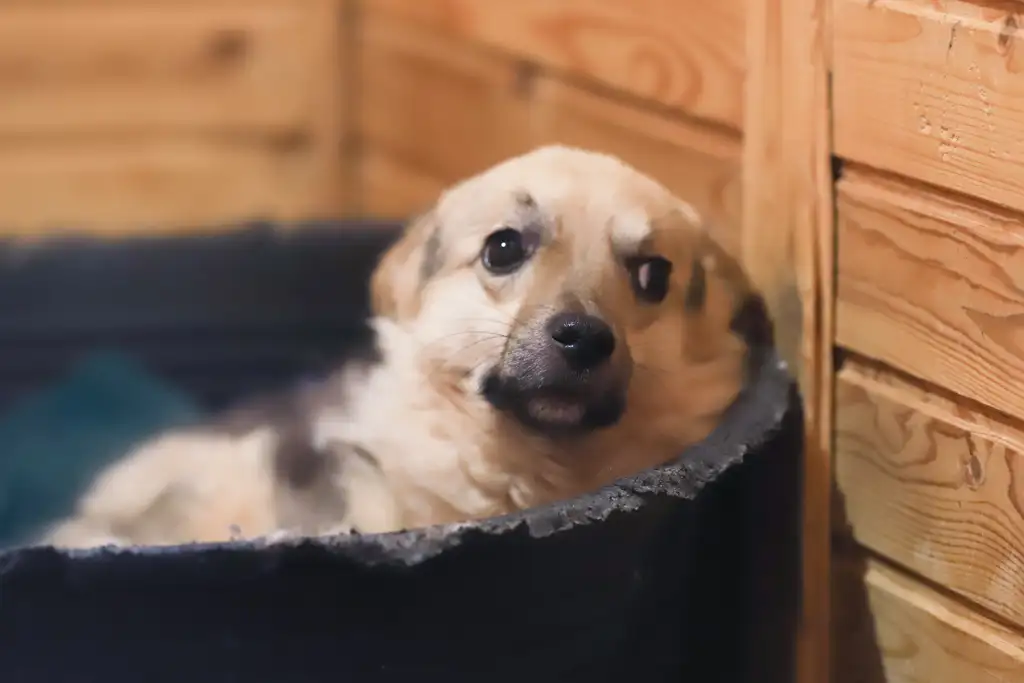 Собака Дарик - фото 1