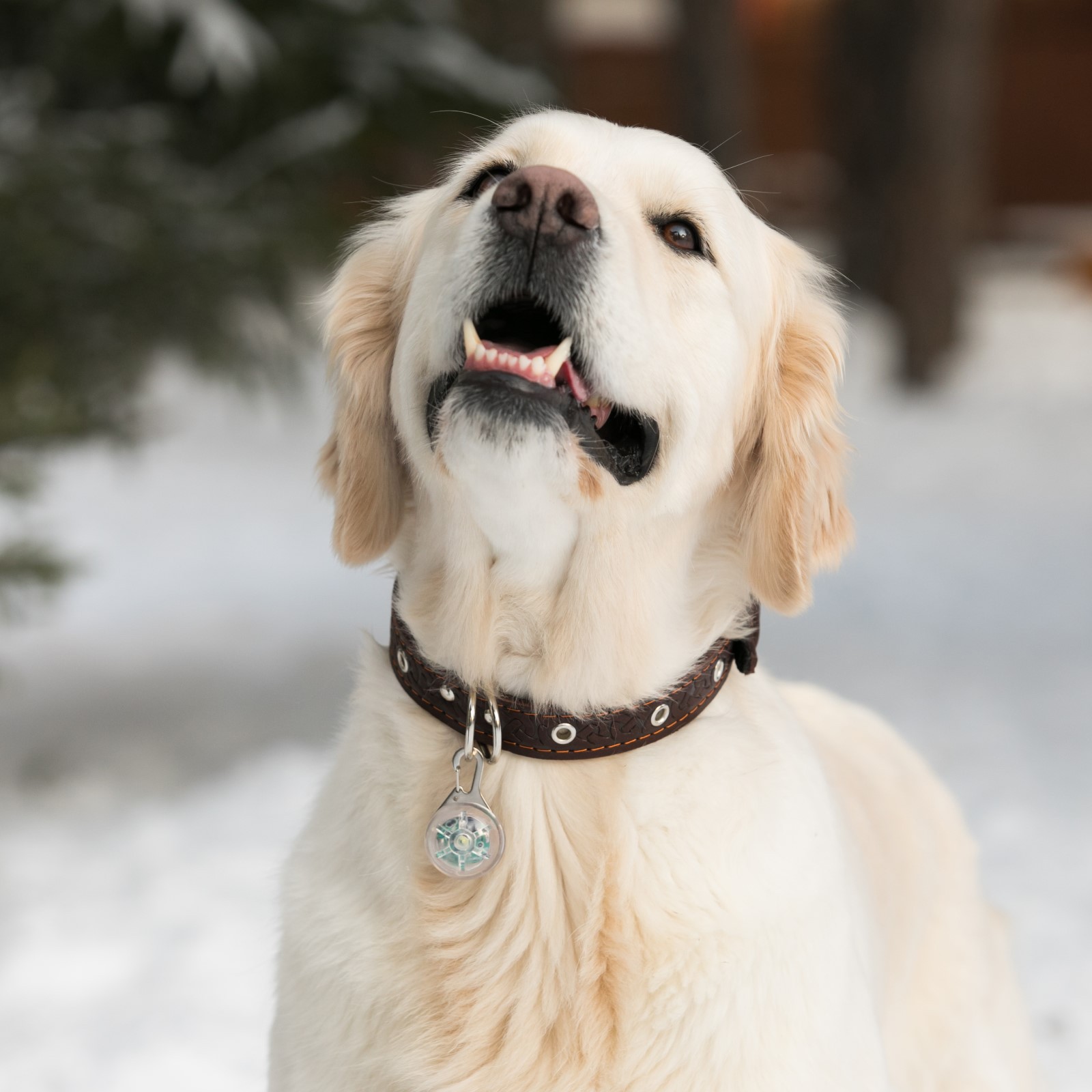 Ошейник Пижон кожаный коричневый - фото 7