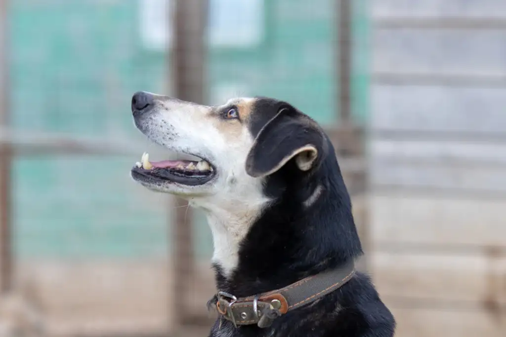 Собака Пиратик - фото 2