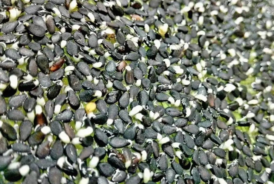 Семена для микрозелени MegaMedia кунжут черный - фото 3