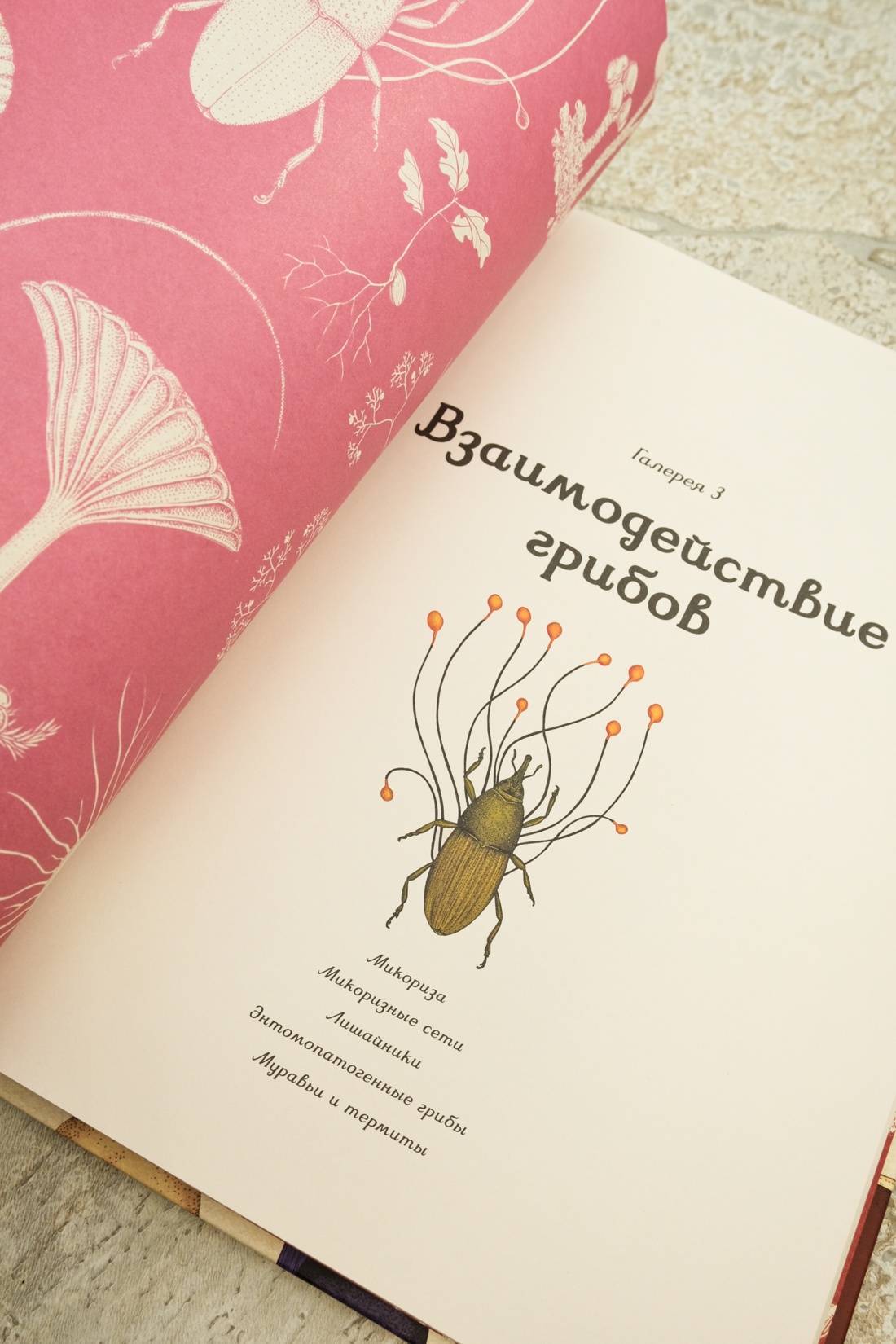 Книга Махаон Энц. Хауксворт Д. Л., Сьюз Л. М., Кой П. В., Грибариум - фото 7