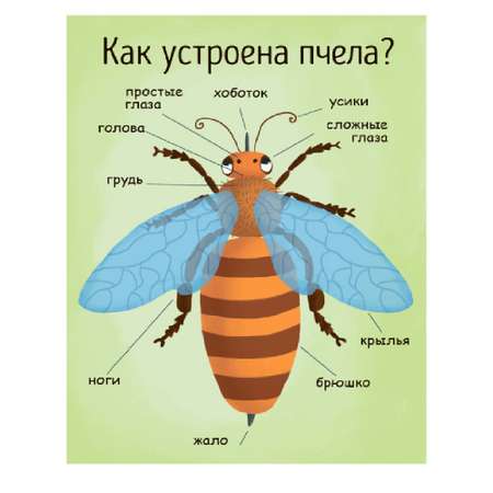 Книга РАНОК Как получается мед?