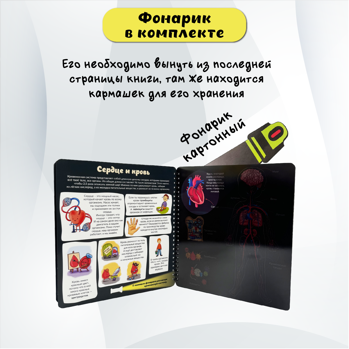 Детская книга БимБиМон с фонариком Как устроено твое тело - фото 2