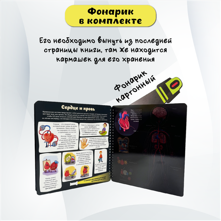 Детская книга БимБиМон с фонариком Как устроено твое тело