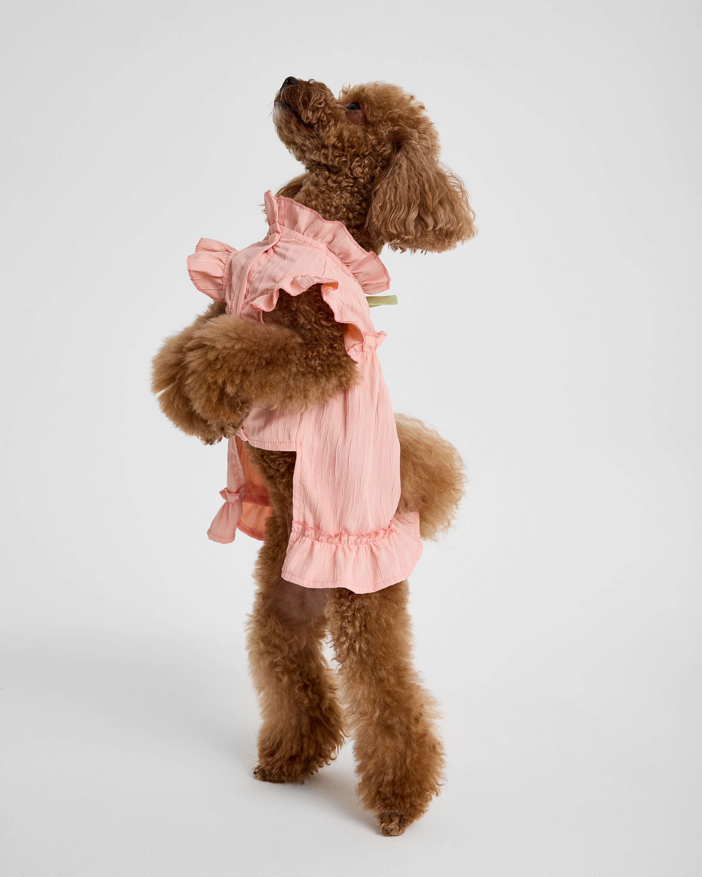 Изображение товара Платье для собак и кошек Зоозавр M