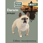 Фигурка DARWIN Собака Бульдог