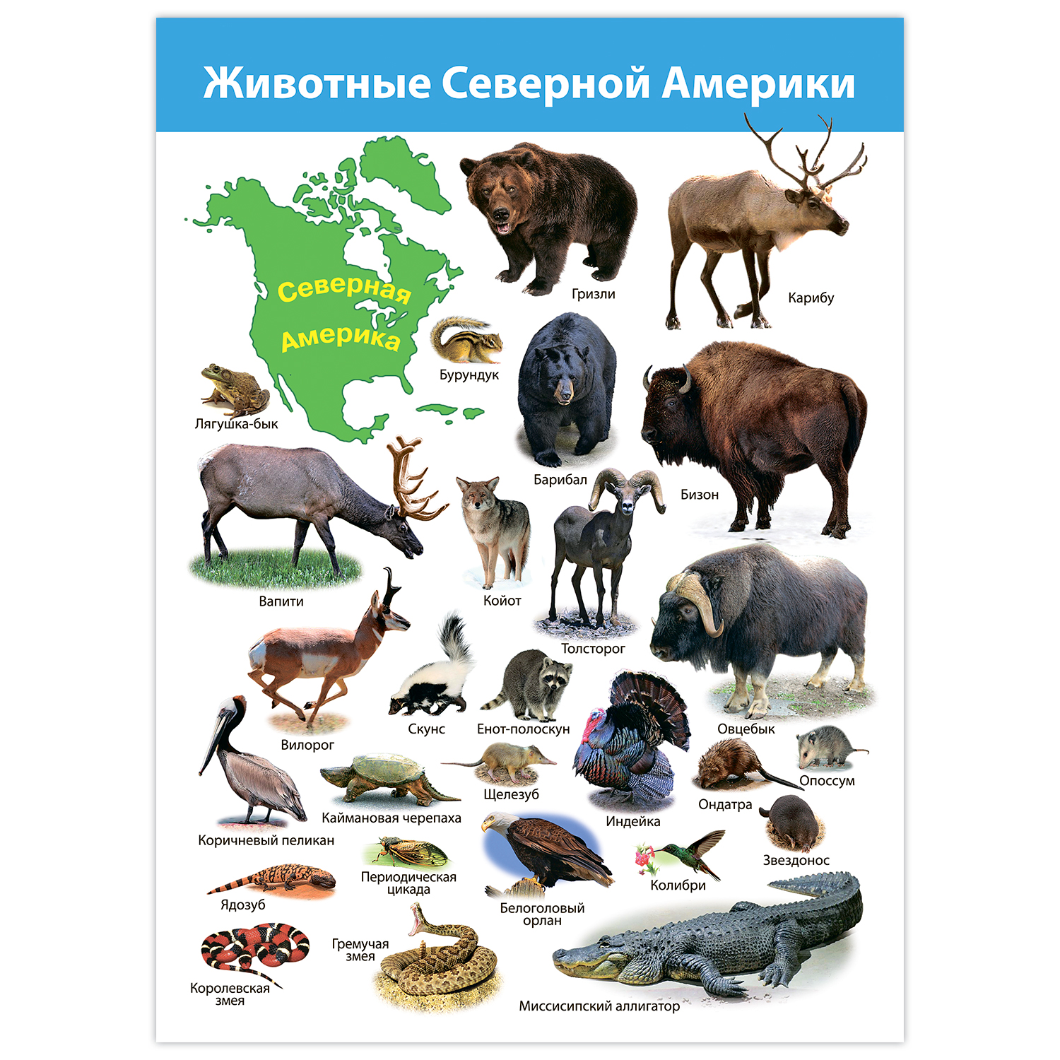 Настольная игра Дрофа-Медиа - фото 5