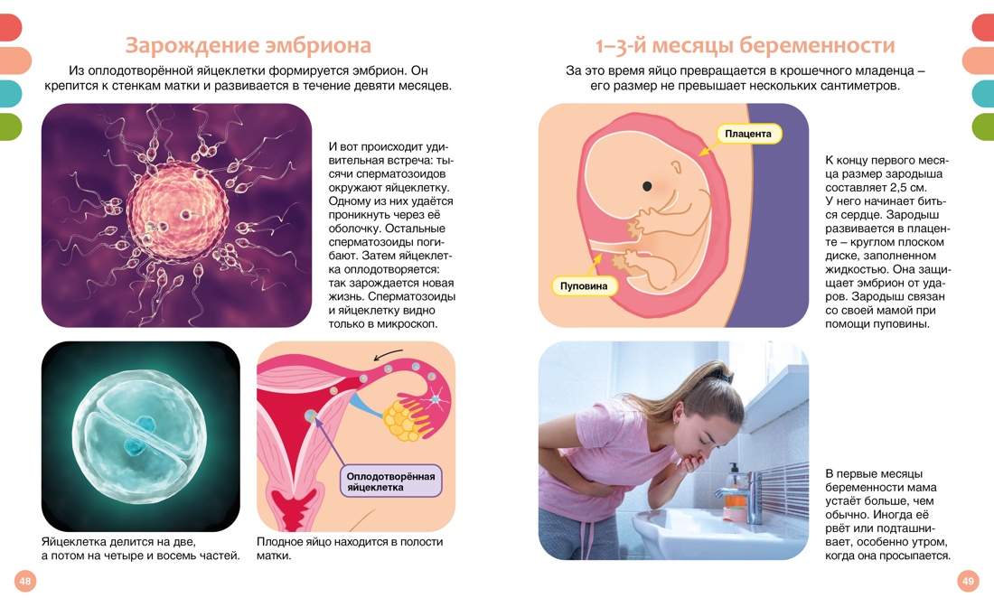 Книга Махаон Как устроено тело человека - фото 15