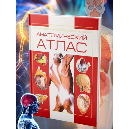 Книга Атлас анатомии человека Харвест основы строения и физиология