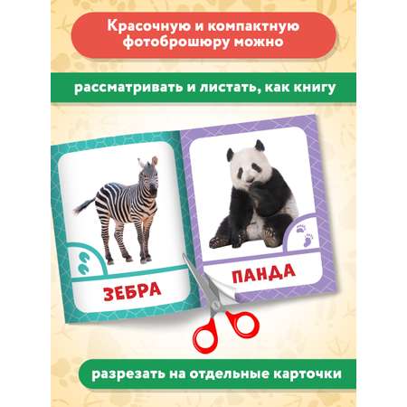 Книга Феникс Премьер Животные жарких стран. Фотоброшюра 0+