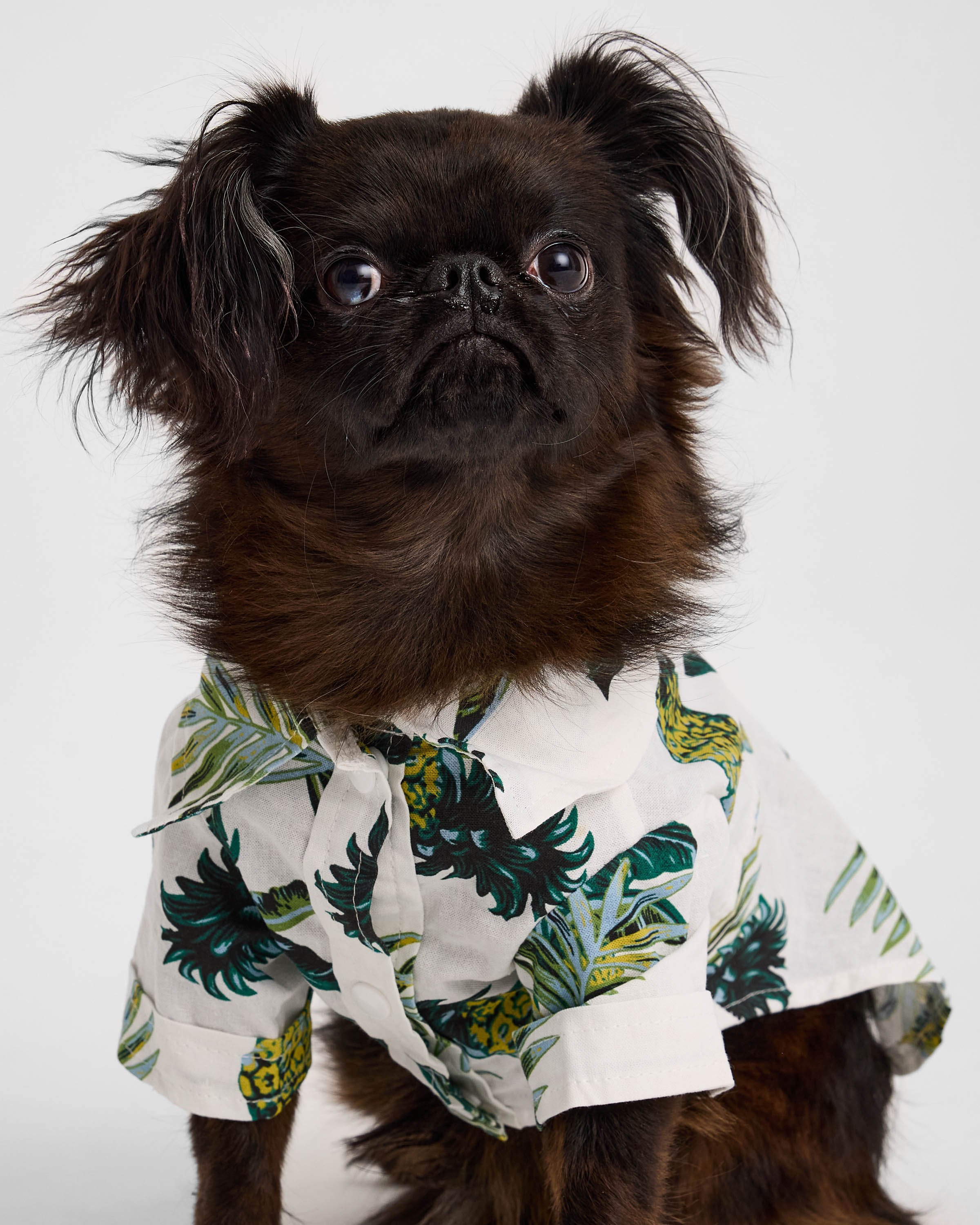 Рубашка для собак и кошек Зоозавр - фото 5