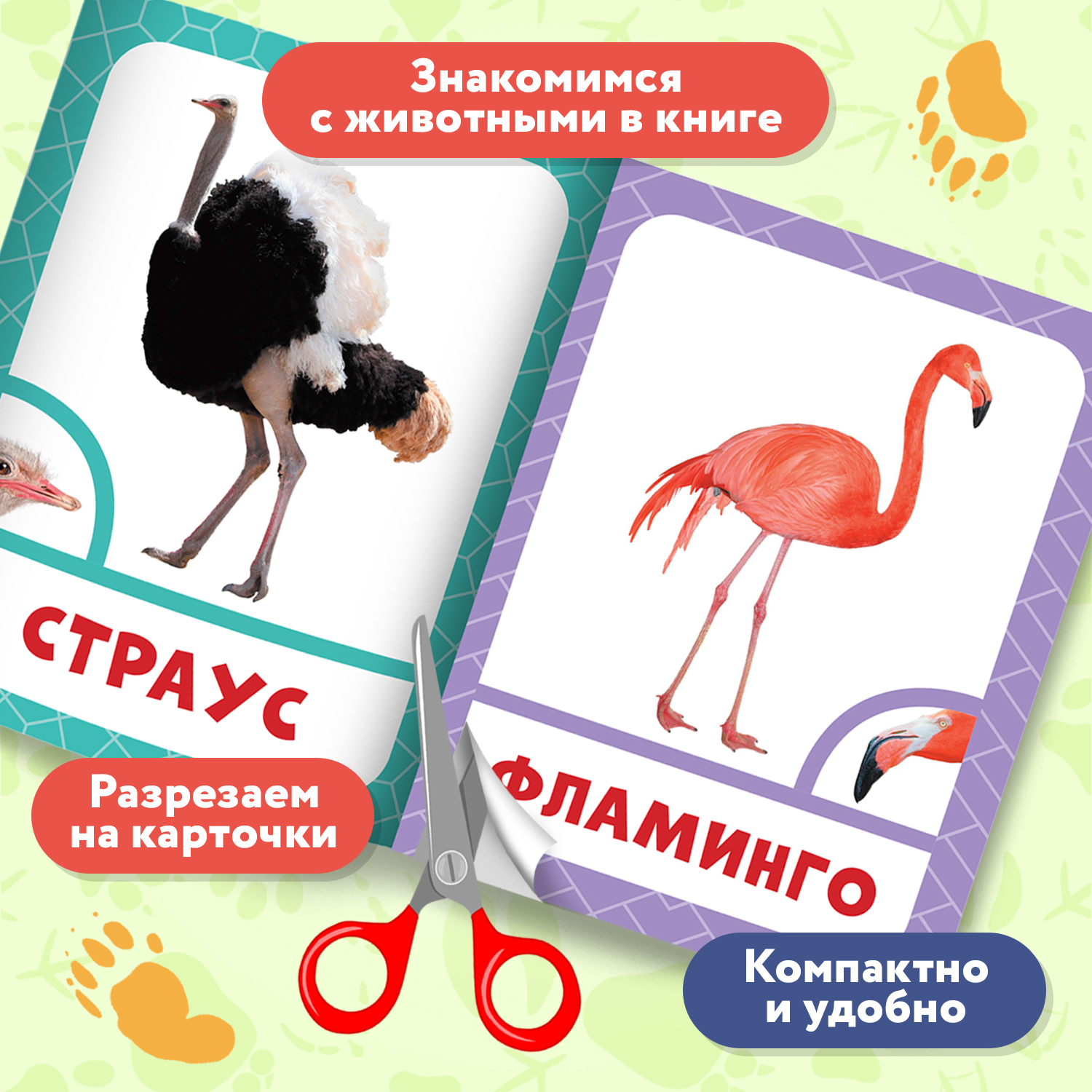 Набор из 6 книг Феникс Премьер Запуск речи с рождения! Фотокарточки с животными - фото 3
