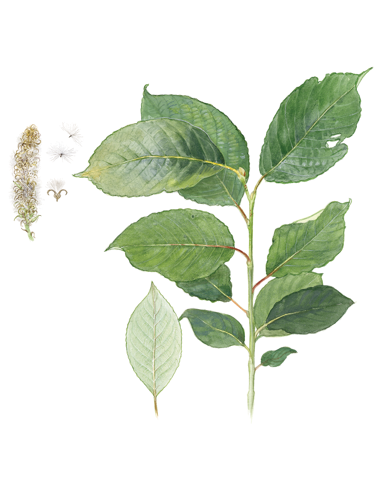 Книга ALBUS CORVUS Софи в мире деревьев - фото 7