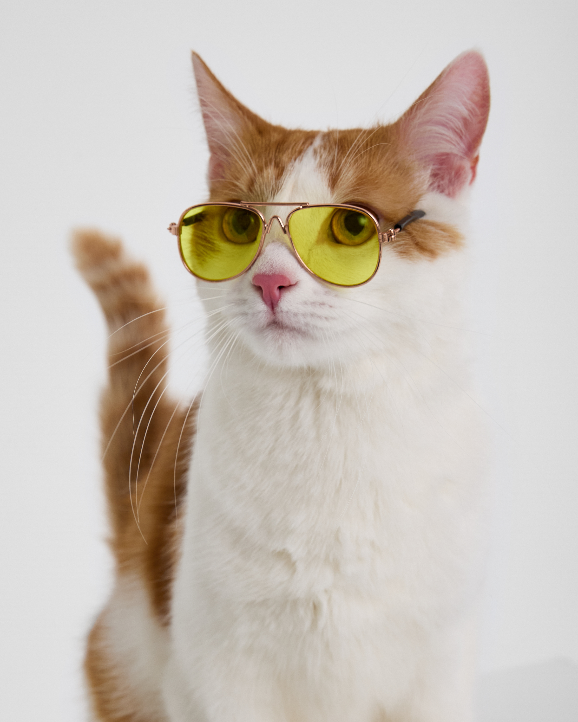 Изображение товара Очки для собак и кошек Зоозавр: Б/Р