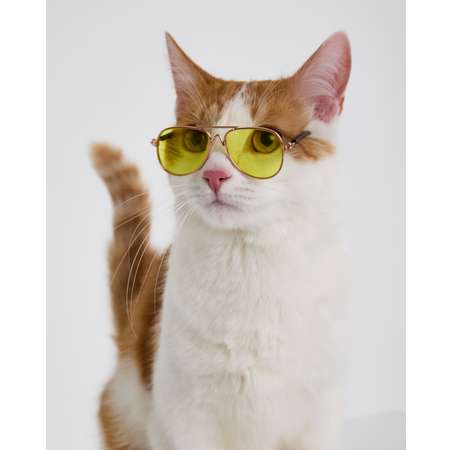 Очки для собак и кошек Зоозавр