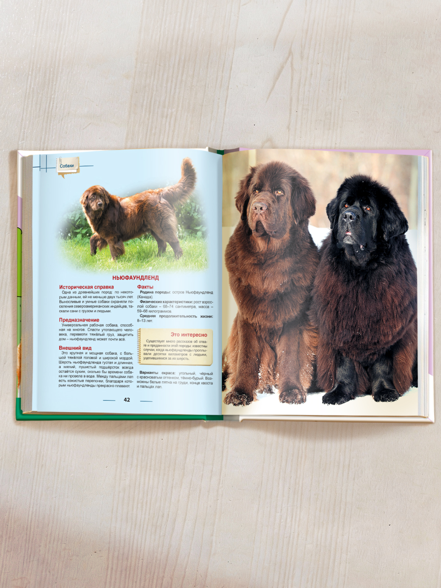 Книга Проф-Пресс Энциклопедия для детей. Собаки - фото 6