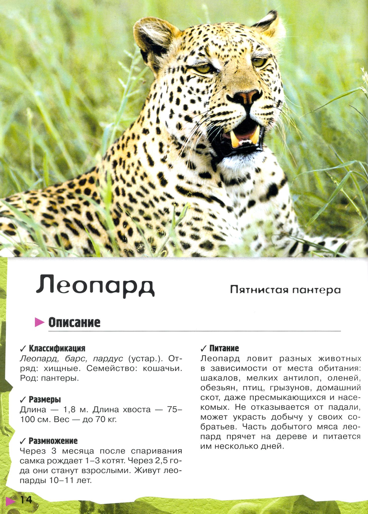 Книга Лабиринт В лесу в жарких странах рядом с нами - фото 5