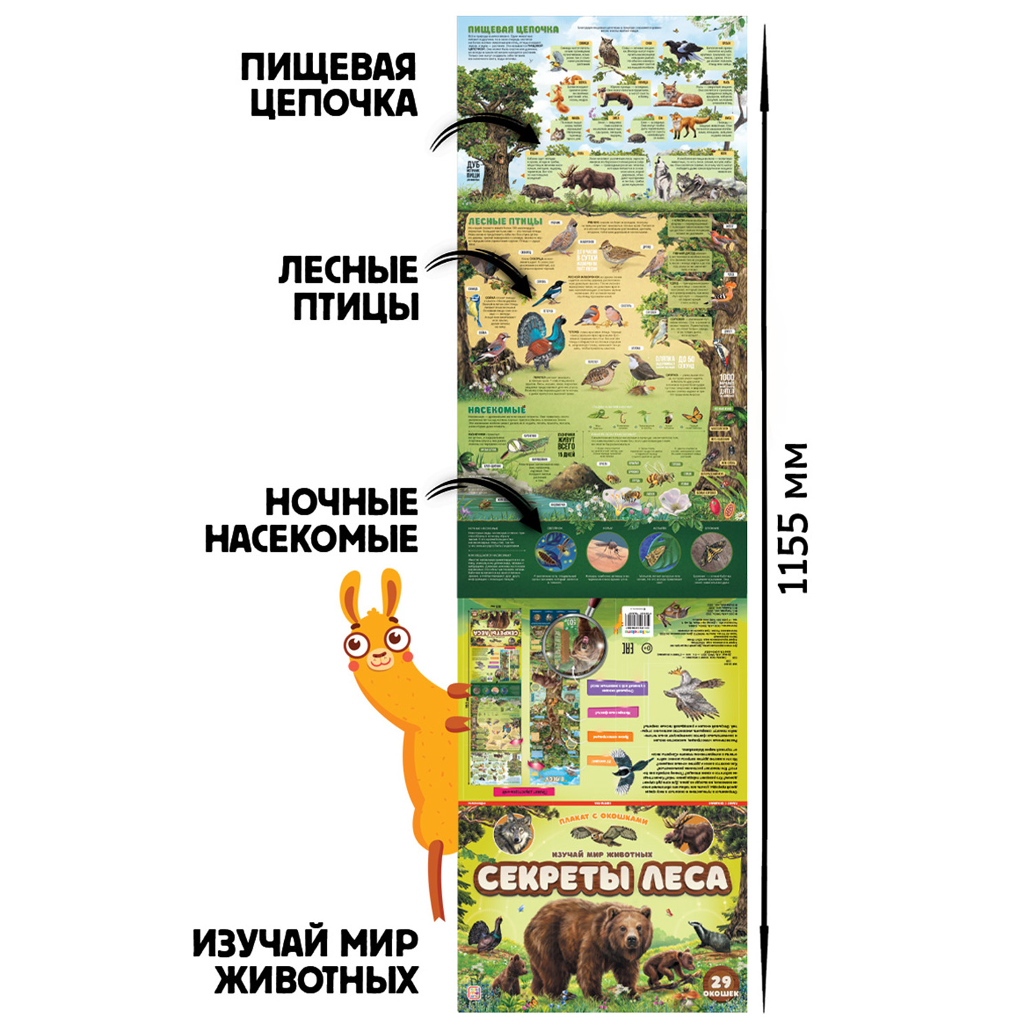 Книга с окошками Malamalama Плакат Секреты леса. Энциклопедия Животные - фото 4