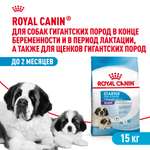 Корм для щенков ROYAL CANIN Starter очень крупных пород 15кг