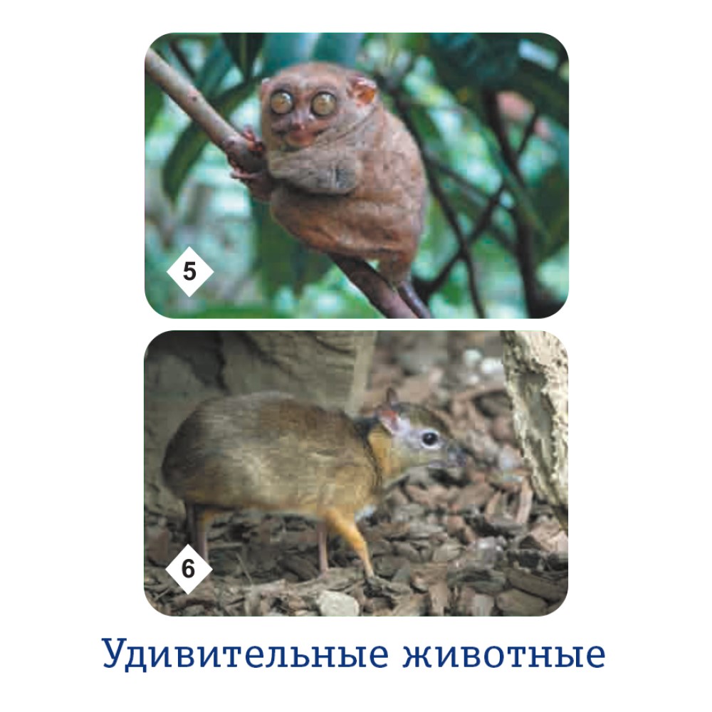 Настольная игра Нескучные игры Мемо - фото 6