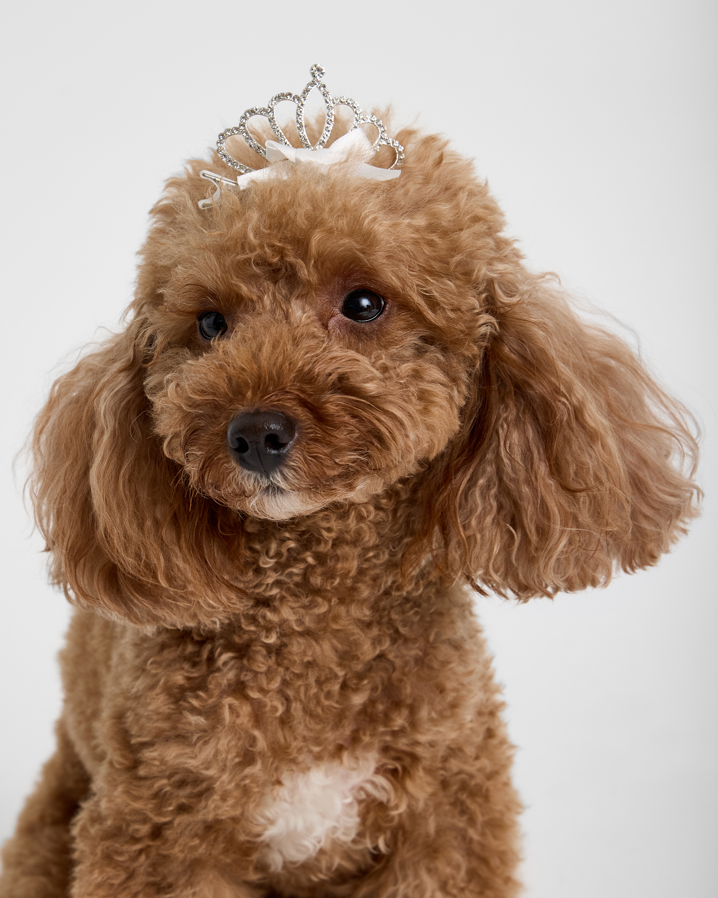 Заколки для собак и кошек Зоозавр - фото 1