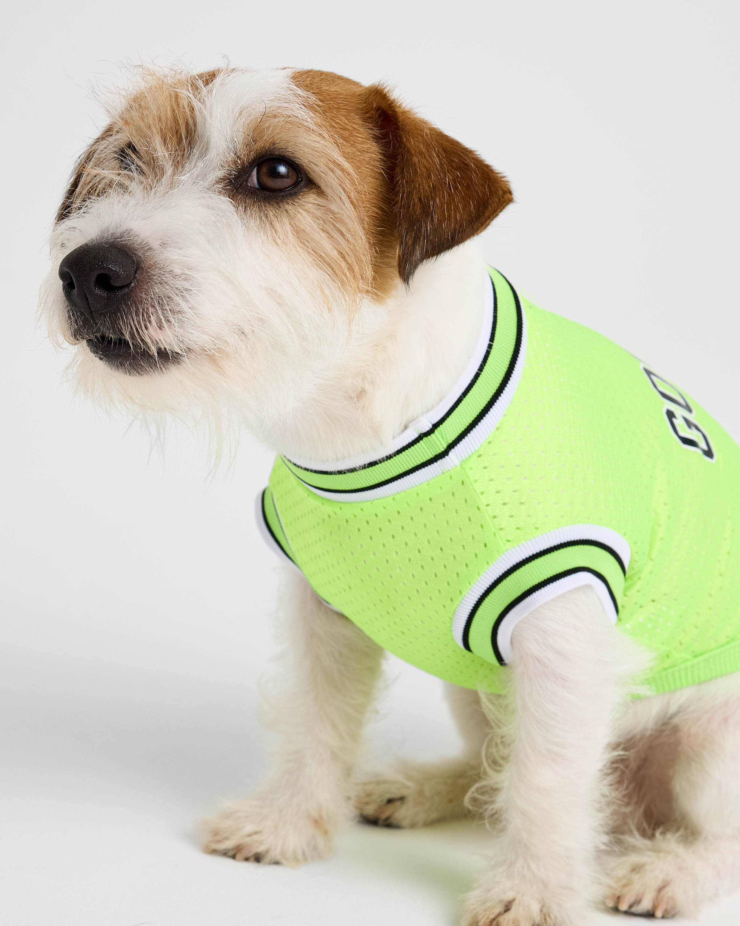 Изображение товара Футболка Зоозавр для собак и кошек M