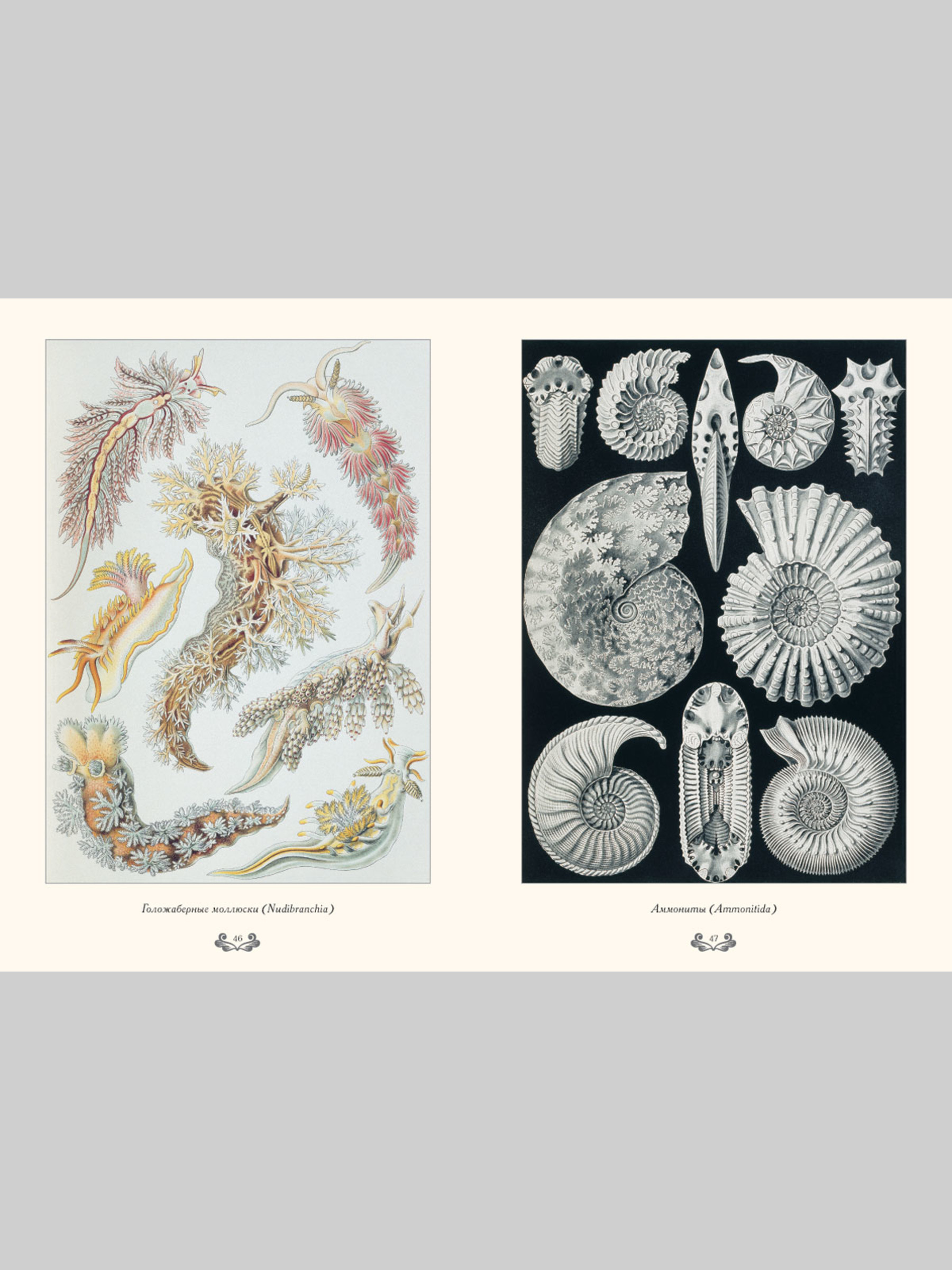 Книга Белый город Красота форм в природе. Э. Геккель (Великие полотна) - фото 6