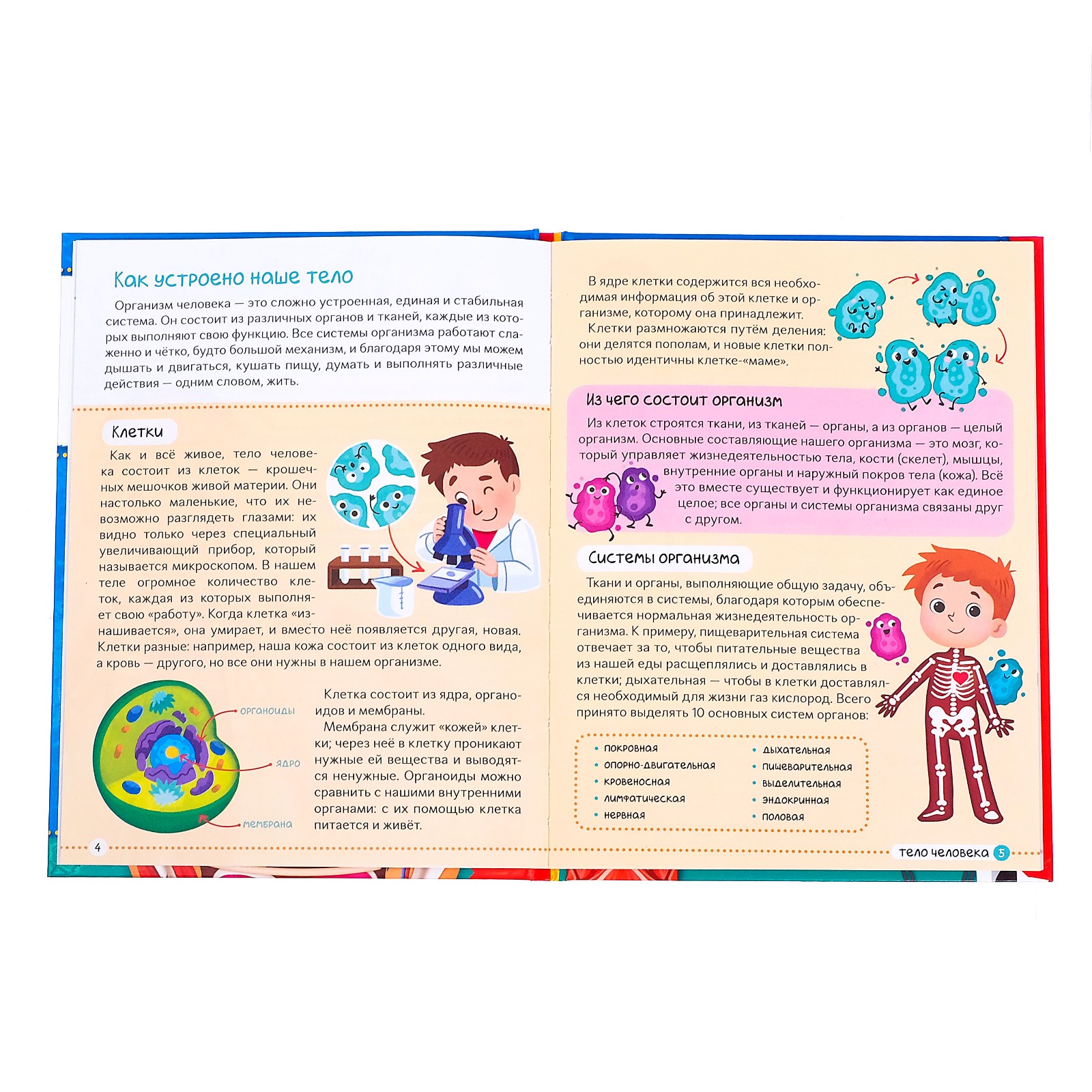 Энциклопедия Буква-ленд Тело человека - фото 3