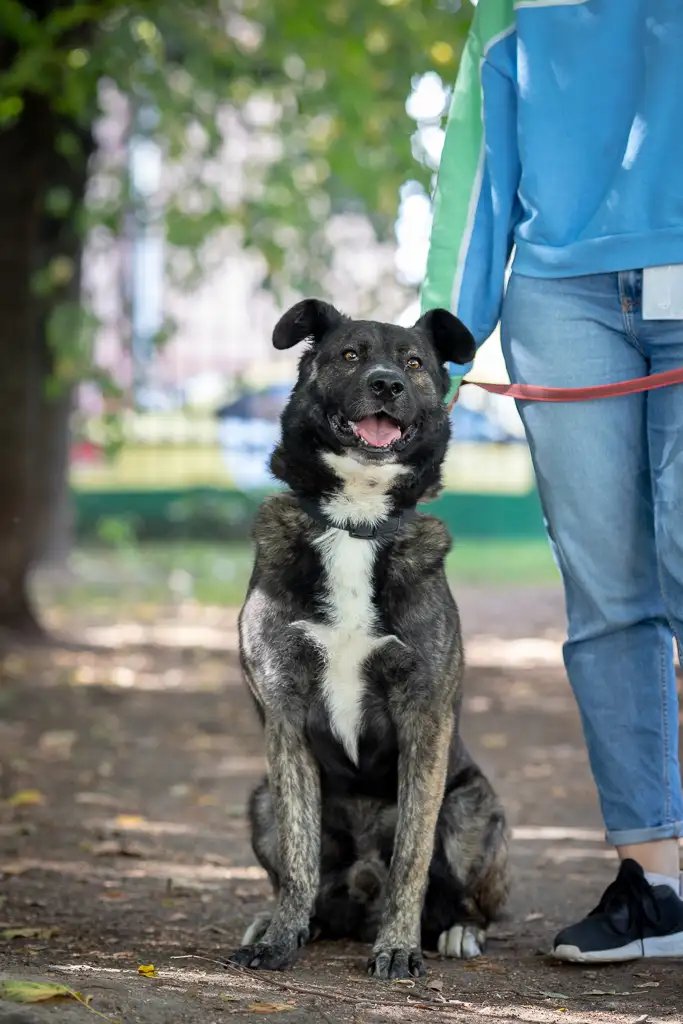 Собака Чарлик - фото 2