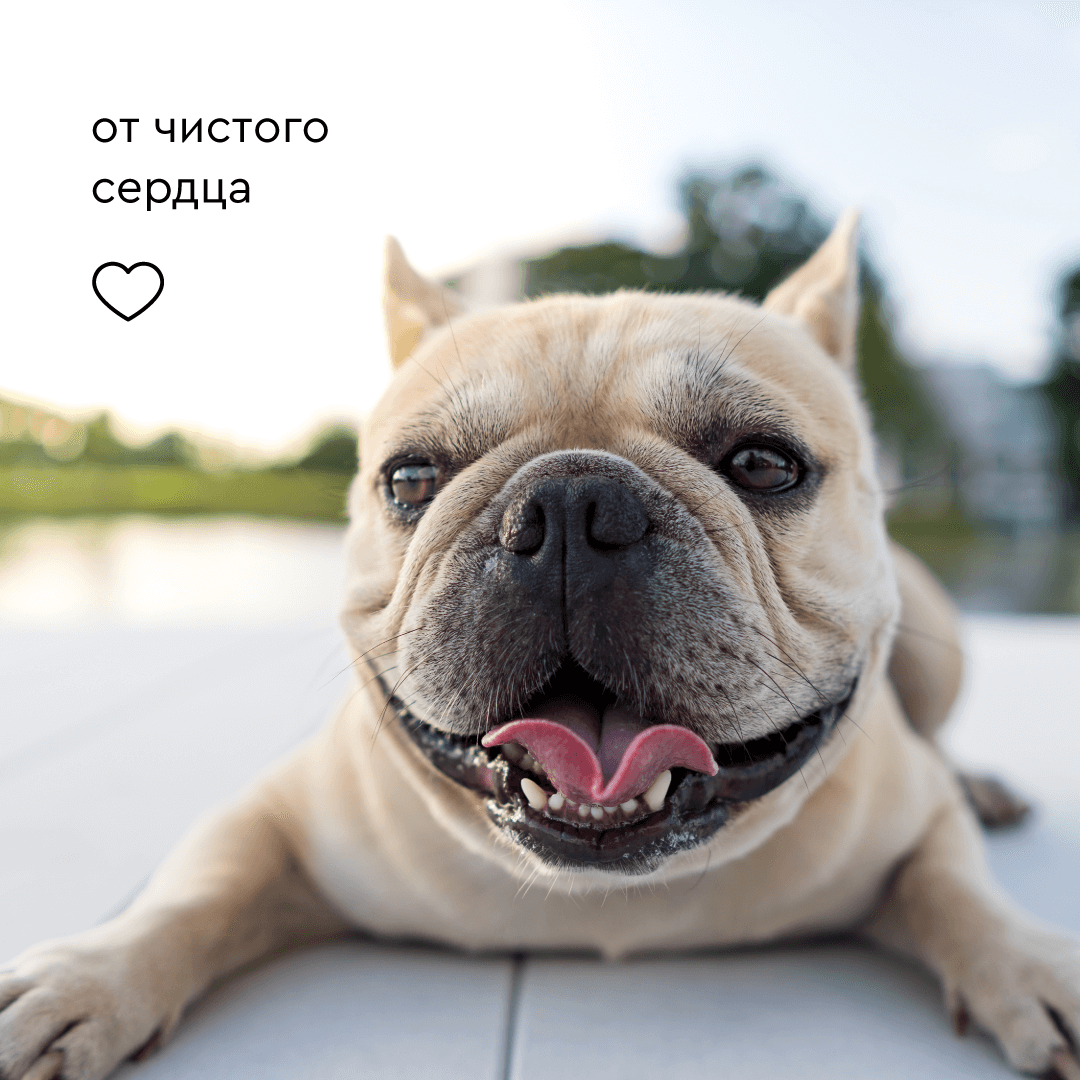 Шампунь для собак ProAnimal 1:50 ExtraClean Универсальный профессиональный очищающий - фото 7