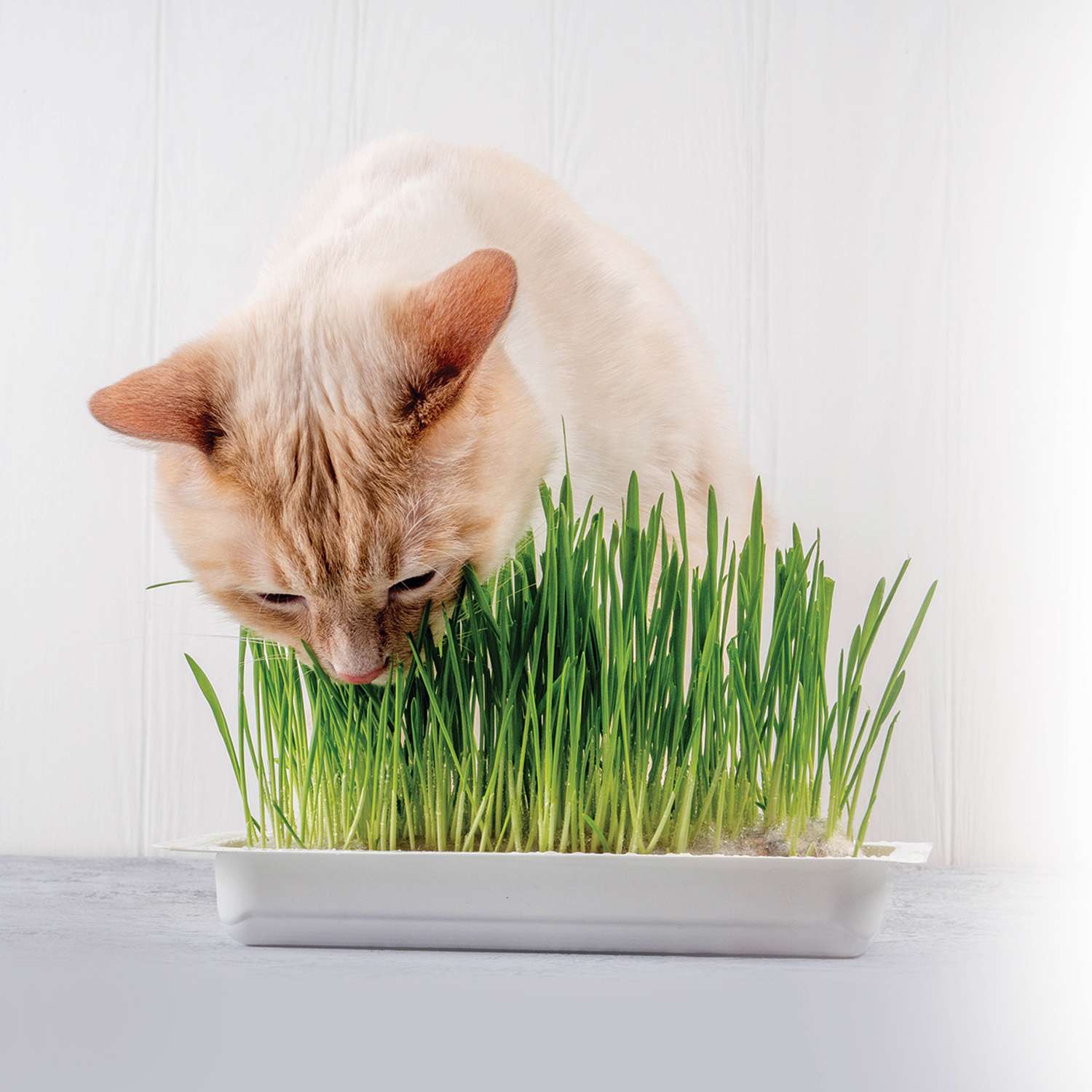 Травка для животных Triol 70г - фото 2