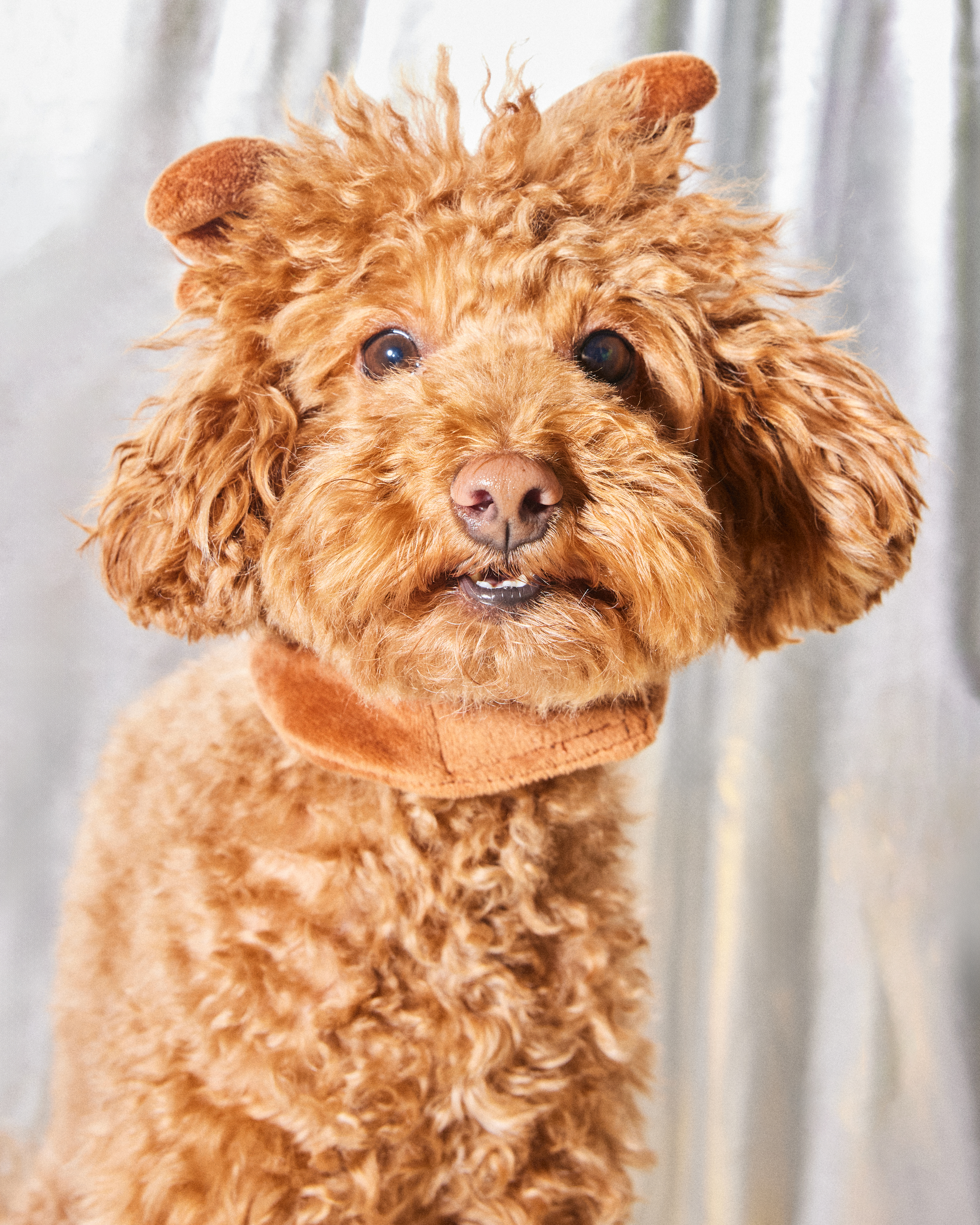 Шапка для собак и кошек Зоозавр - фото 11