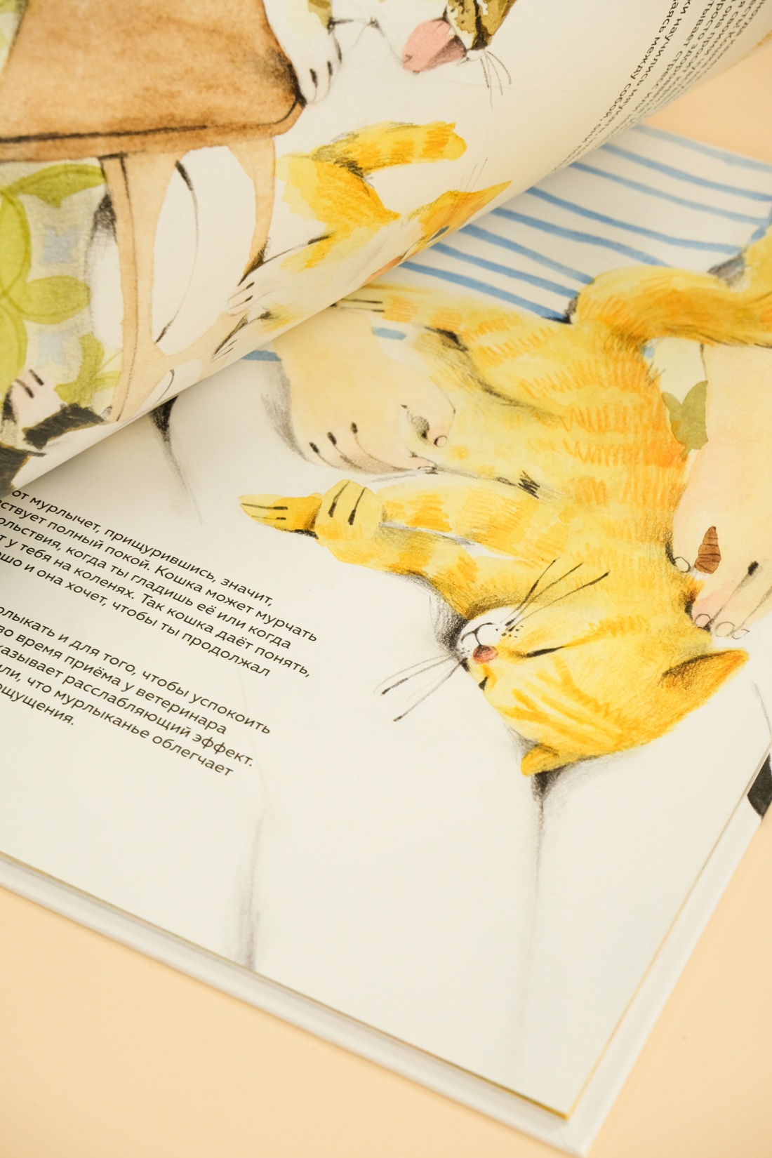 Книга Махаон Энц. Бурсе К. Невероятные коты. Всё, что нужно знать о любимых питомцах - фото 6