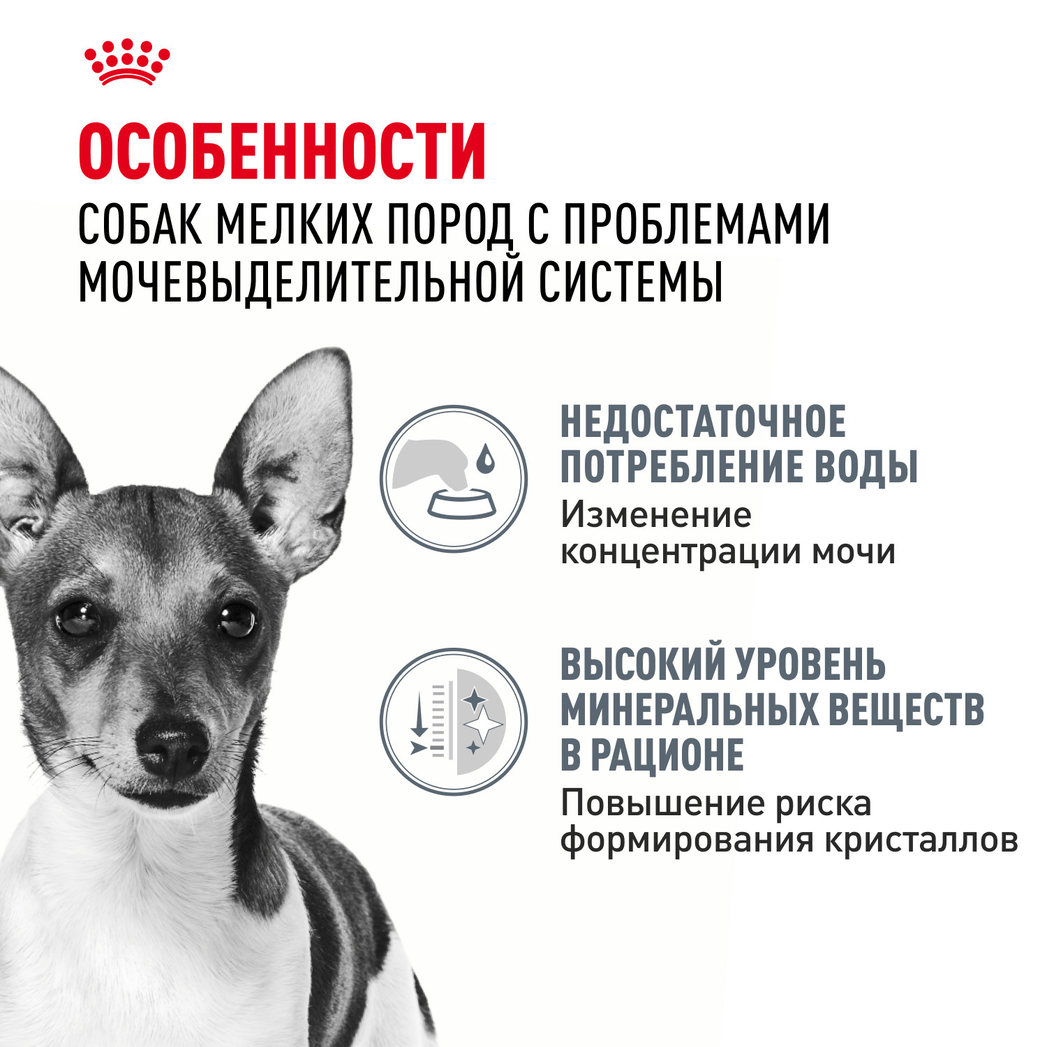 Корм для собак ROYAL CANIN Mini Urinary Care мелких пород профилактика МКБ 1кг - фото 2