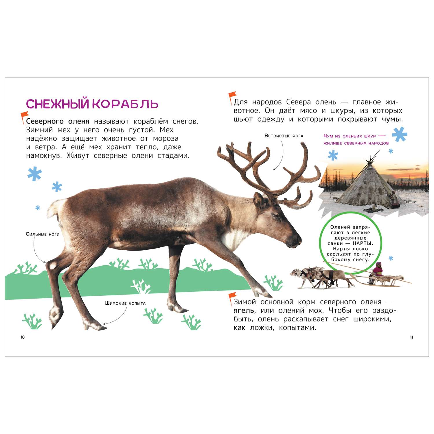 Книга Животные Энциклопедия для первого чтения с крупными буквами - фото 2