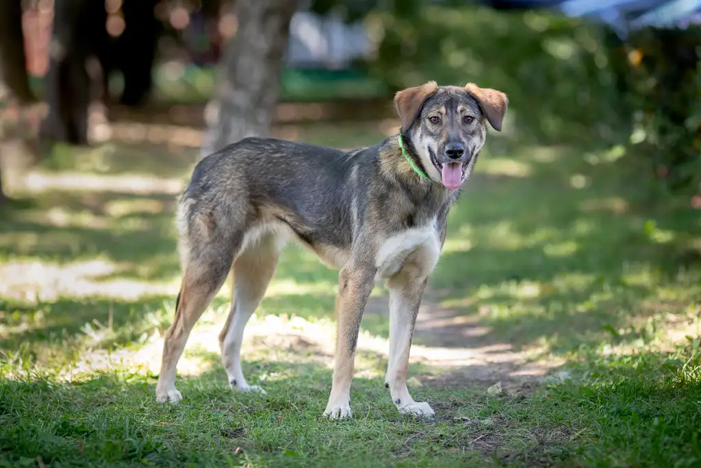 Собака Рига - фото 2