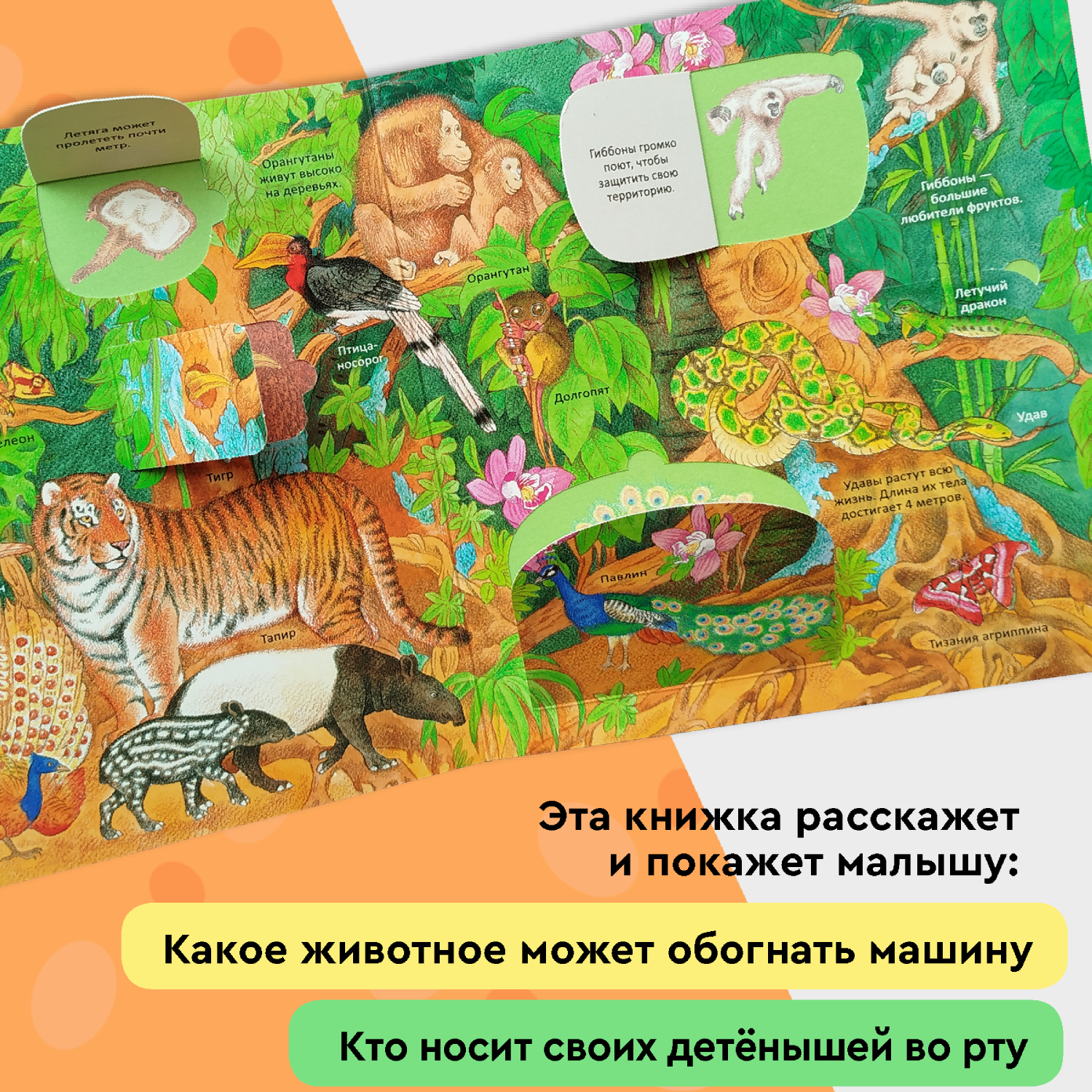 Книга Росмэн Удивительные животные Энциклопедия с окошками - фото 7