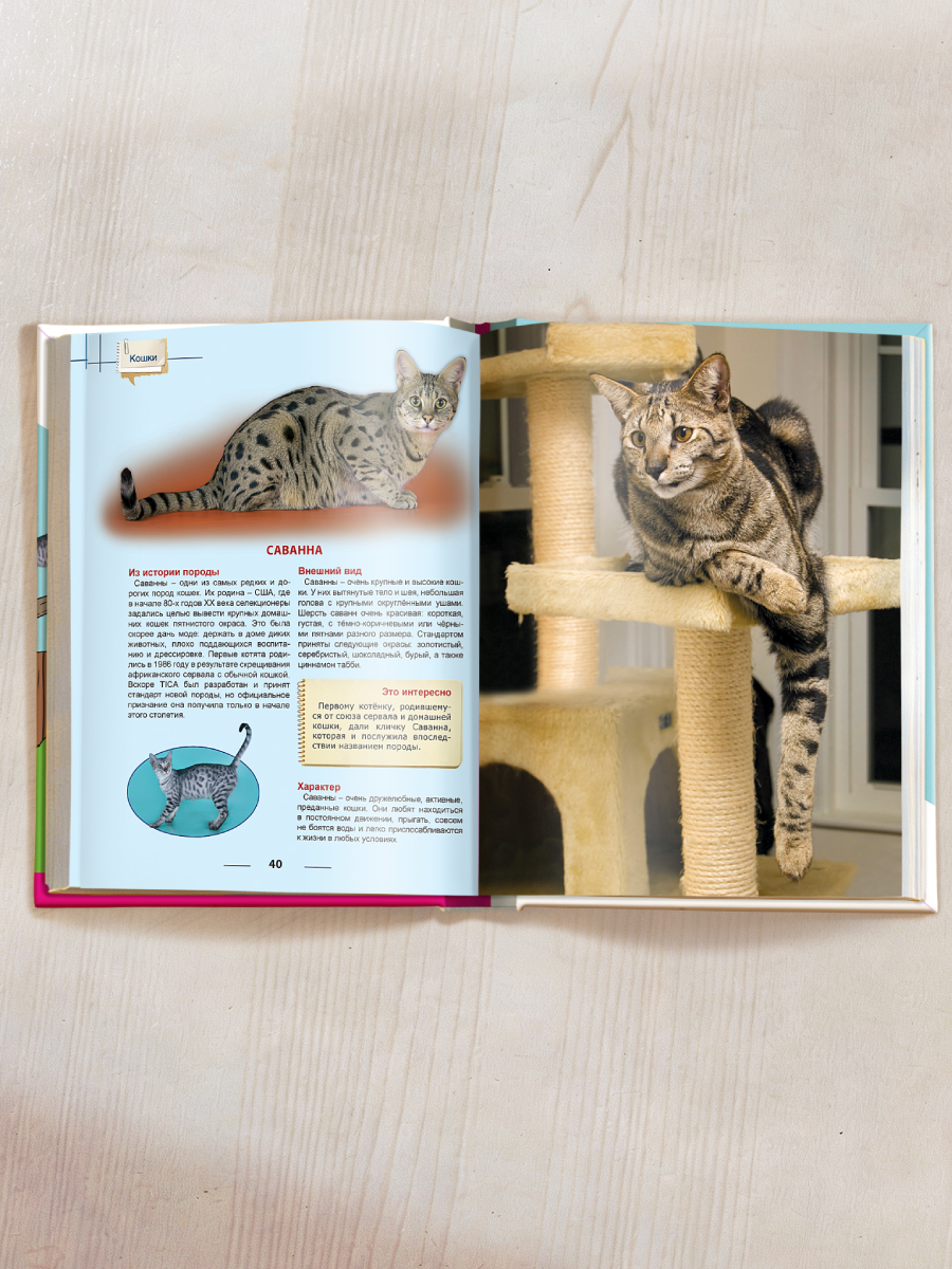 Книга Проф-Пресс Энциклопедия для детей. Кошки - фото 6