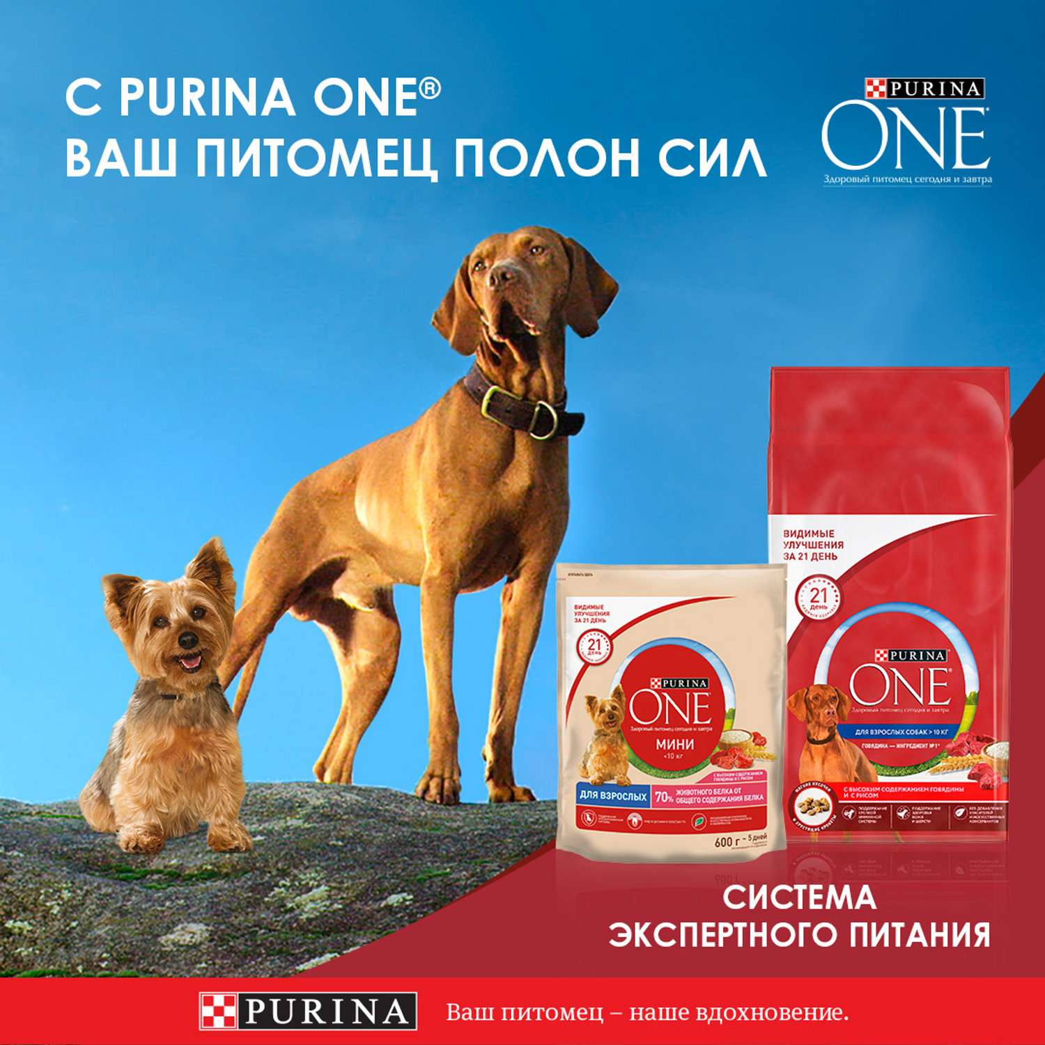 Корм для собак Purina One Mini Mini мелких и карликовых пород говядина-рис 1.5кг - фото 5