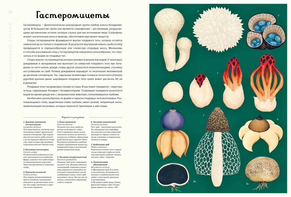 Книга Махаон Энц. Хауксворт Д. Л., Сьюз Л. М., Кой П. В., Грибариум - фото 12