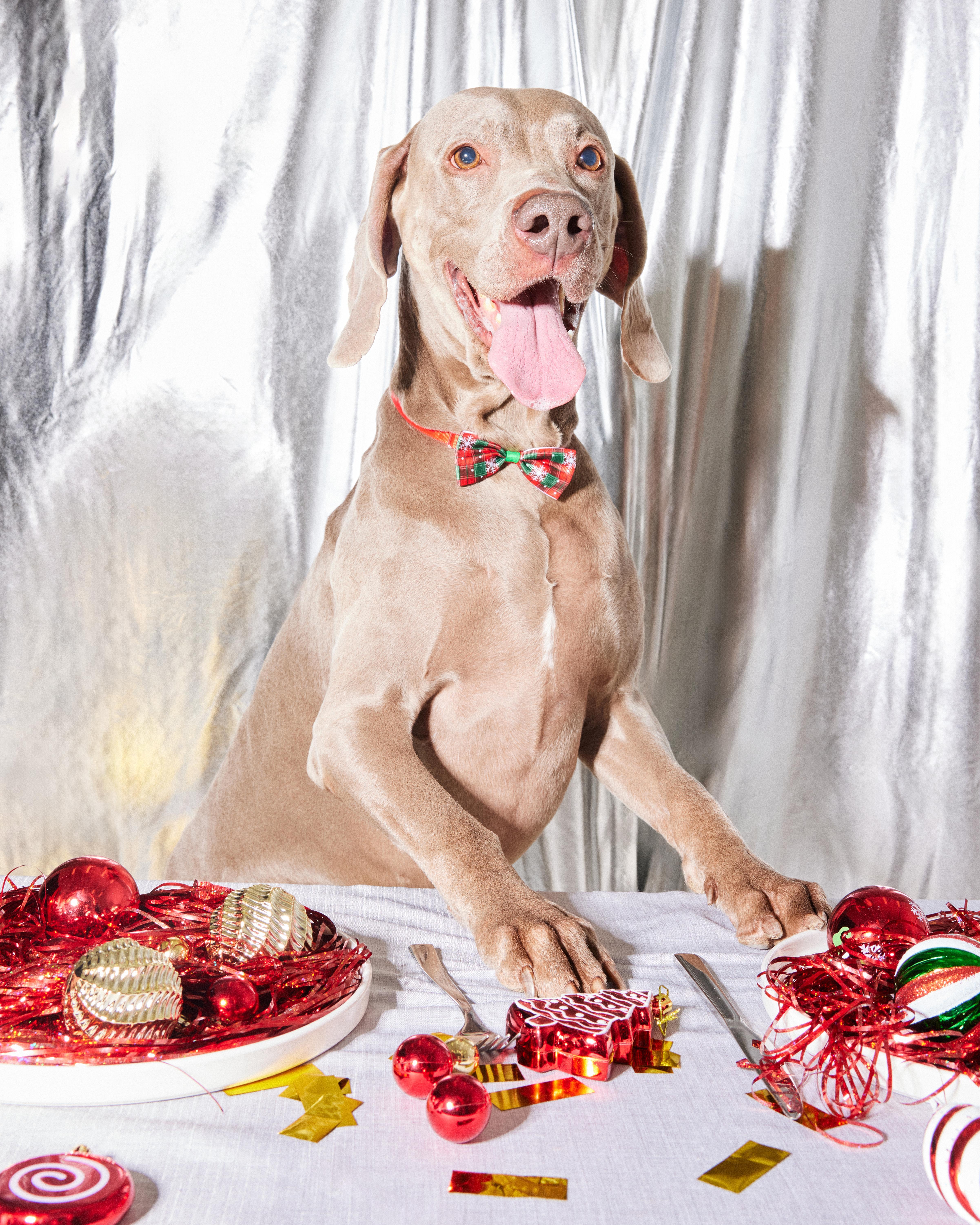 Галстук-бабочка Зоозавр для собак и кошек - фото 1