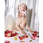 Галстук-бабочка Зоозавр для собак и кошек