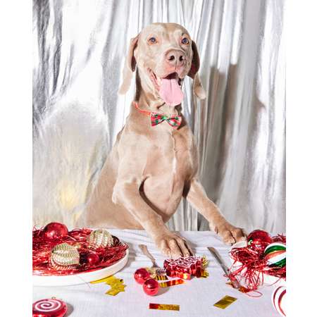 Галстук-бабочка Зоозавр для собак и кошек