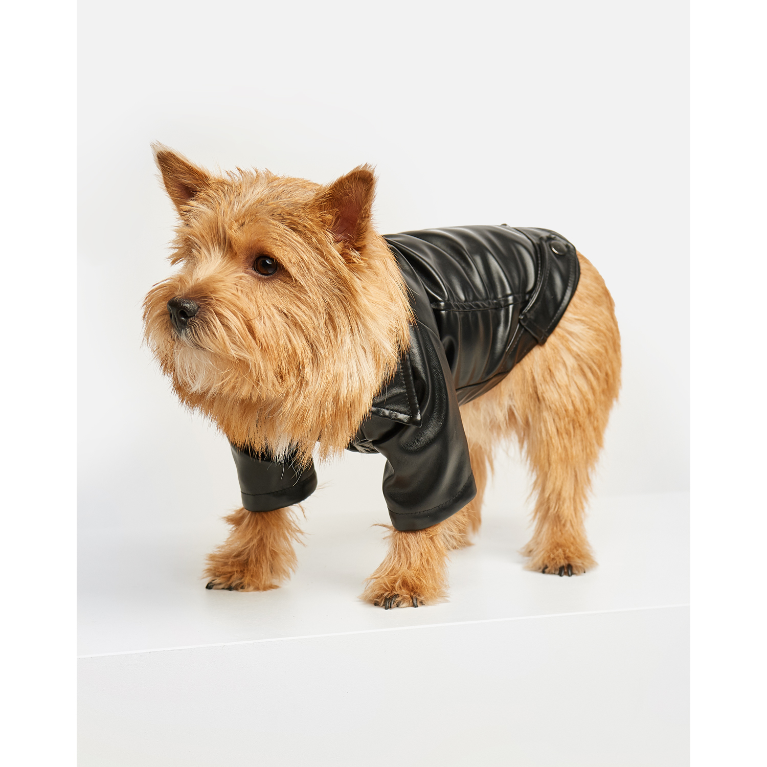 Куртка для собак Зоозавр чёрная 30 - фото 1