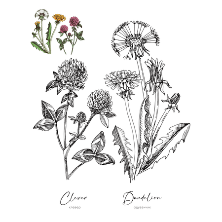 Раскраска Жёлудь Medicinal Herbs Травы медицинские Раскраска вдохновение