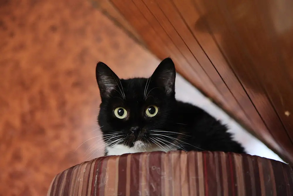 Кошка Молчунья - фото 3