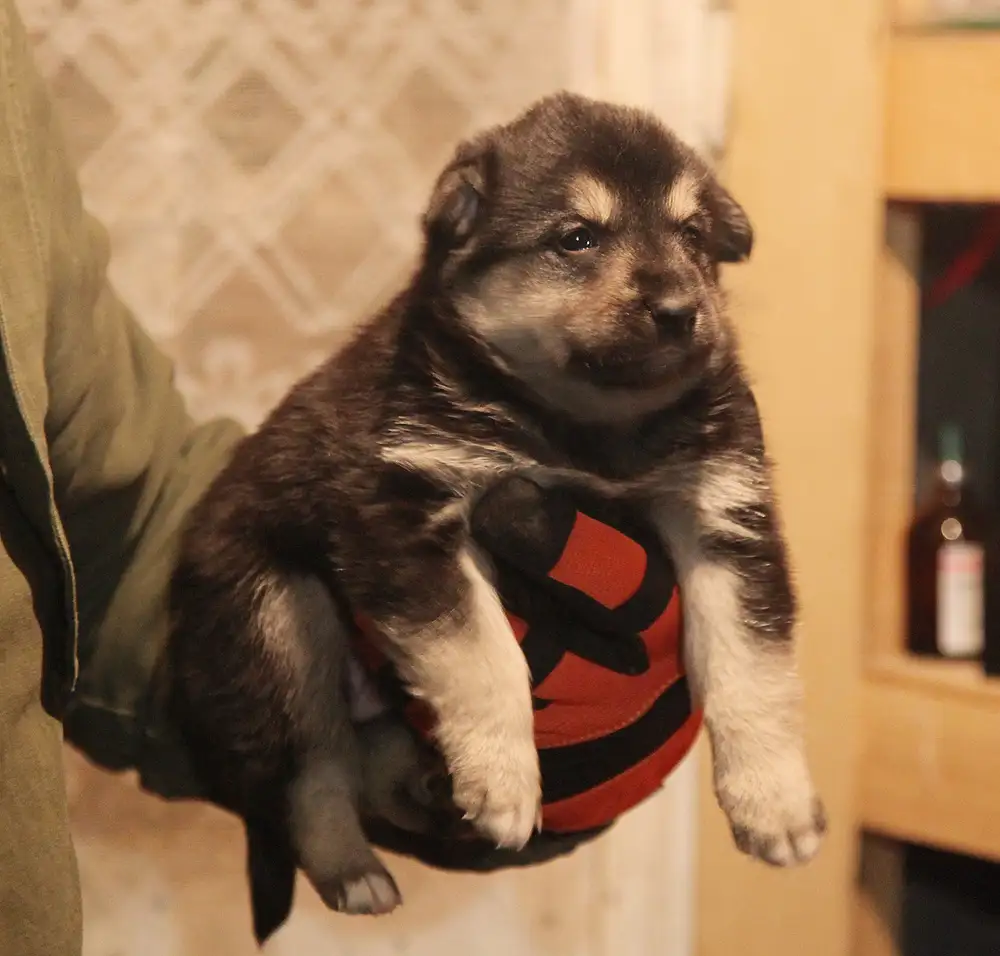 Собака Динна - фото 3