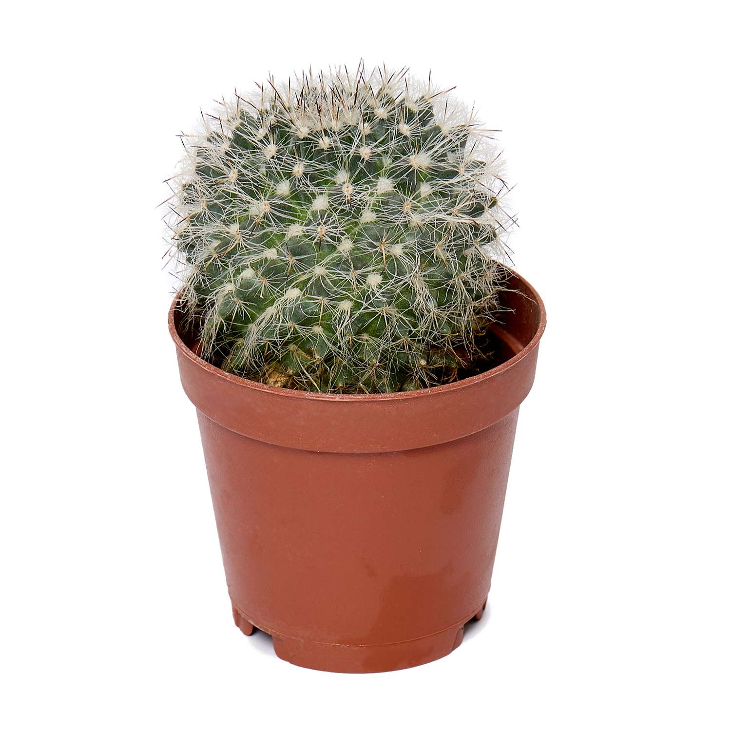 Растение ЕТК Суккуленты D5.5 в ассортименте - фото 27